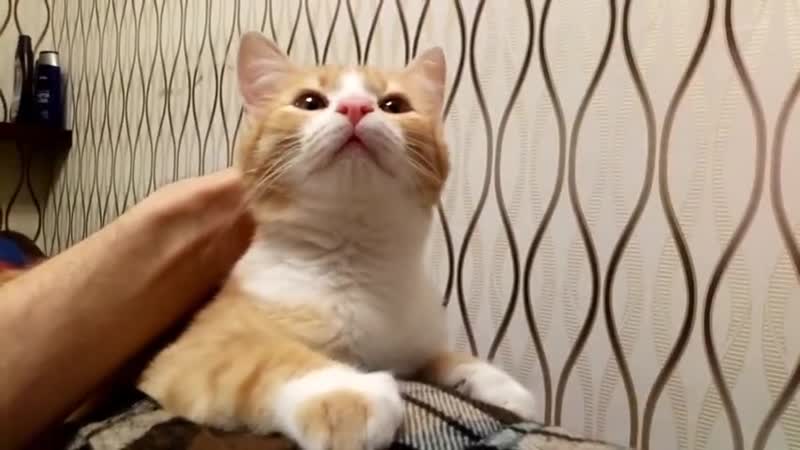 Котенок Перчик ищет дом, 4 месяца