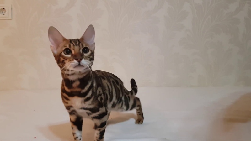 Home-Hunter Kleopatra
