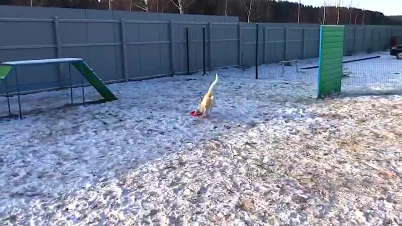 ПовоДог в Наро-Фоминске