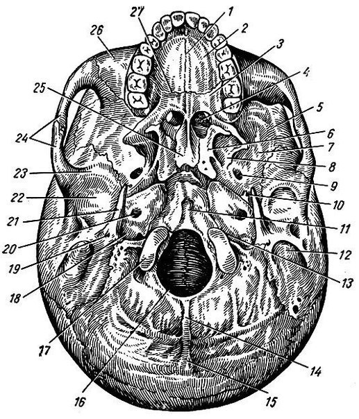 Череп, cranium, подразделяется на два отдела: мозговой череп, cranium cerebrate, и лицевой, cranium faciale. Первый в свою очередь делится на верхний отдел - крышу, calvaria, и нижний - основание, basis. Граница, отделяющая крышу от основания, проходит по условной линии, идущей от наружного затылочного выступа по верхней выйной линии к основанию сосцевидного отростка, по верхнему краю наружного слухового прохода, по корню скулового отростка височной кости к подвисочному гребню большого крыла клиновидной кости, далее по нижнеглазничной щели, затем поднимается вверх по клиновидно-скуловому шву, идет вперед по лобно-скуловому шву к скуловому отростку лобной кости, по надглазничному краю лобной кости к носовой ее части. То, что лежит выше этой линии, относится к крыше черепа, ниже - к основанию. 