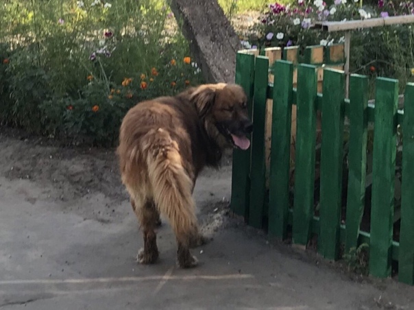 Доброй, крупной собаке срочно нужен дом. Через два дня окаже