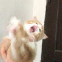 Дарья Франк