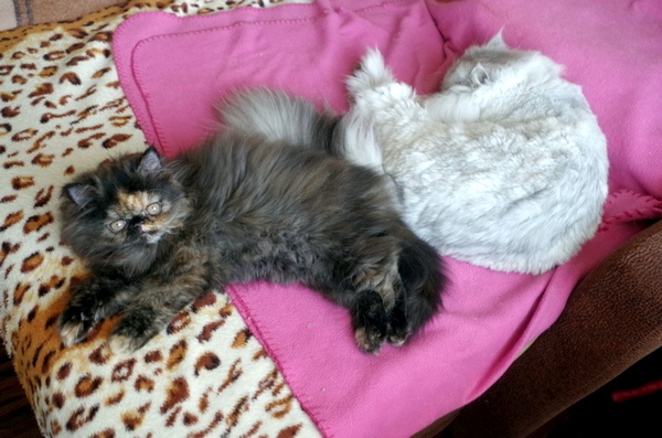 Кошки в нашей жизни. Кошки и все, что с ними связано.