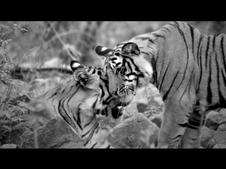 They Can’t Go On Without You - Tigers (RUS)