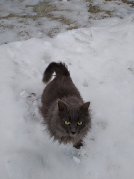 Шармель, пушистая красотка, нуждается в вашем тепле, ведь на