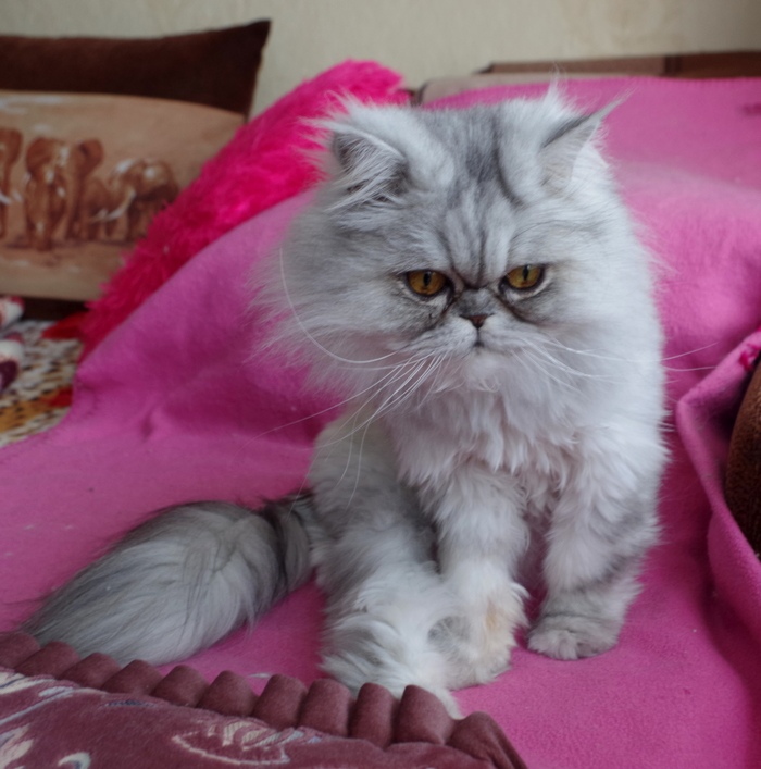 Кошки в нашей жизни. Кошки и все, что с ними связано.