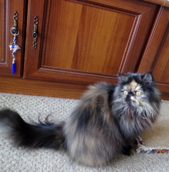 Кошки в нашей жизни. Кошки и все, что с ними связано.