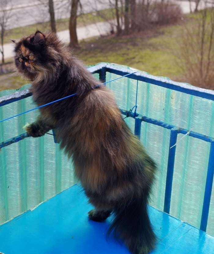 Кошки в нашей жизни. Кошки и все, что с ними связано.