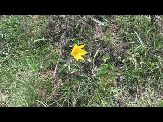 Скромная красота-возле автоподхода Керчь.Скифские тюльпаны-жёлтые цветы.