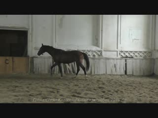 Гранат(Royal Classic Elite (Роял Классик Элит)- Гельпея)жеребец 2016 г.р.