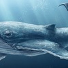 ▽Whale▽