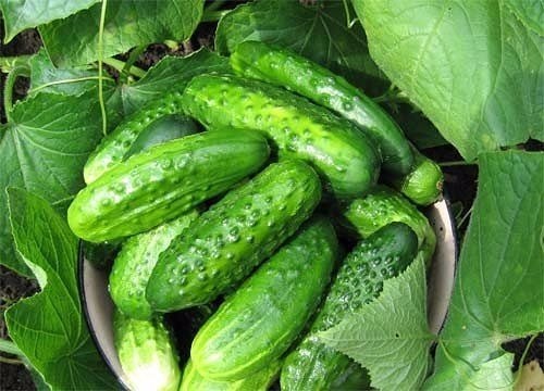 Отличный самодельный состав от болезней растений От ржавчины, пятнистости и мучнистой росы смешайте: 1 столовую ложку соды 1 чайную ложку мягкого средства для мытья посуды 1 столовую ложку