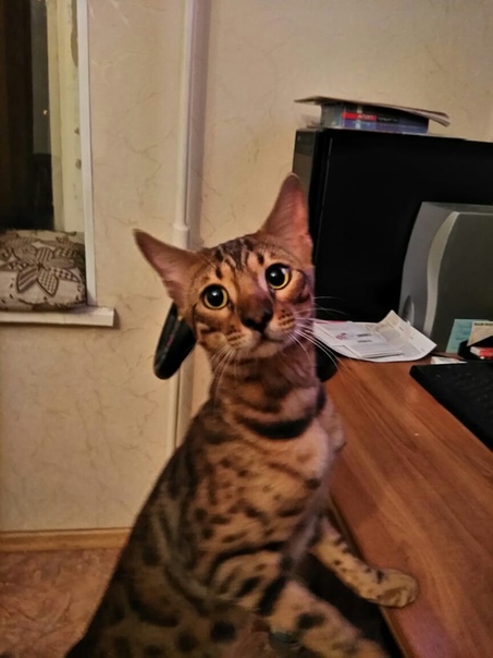 В Пензе на ул. Герцена 11 найден молодой кот бенгал. Очень х