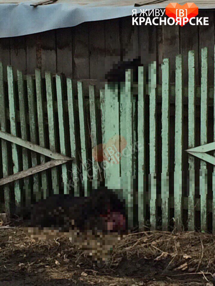 В Красноярске живодеры оторвали собаке голову и повесили ее на забор В Красноярске живодеры оторвали собаке голову и повесили ее на забор