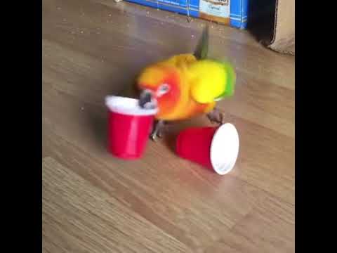 Кеша нажрался 2