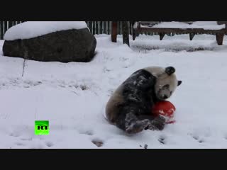 Панды резвятся в снегу — видео с горнолыжного курорта в Китае