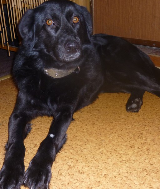 Умница и красавица Нэда ищет дом. 
Нэде 2 года, привита, ст