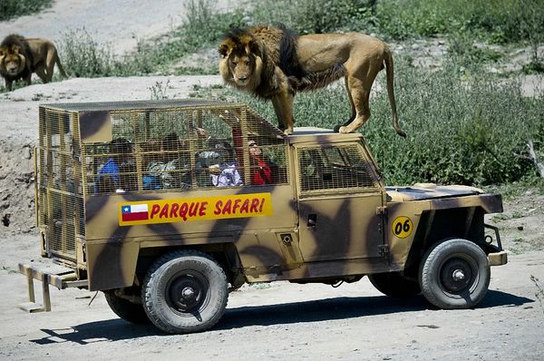 Экстремальная прогулка по чилийскому зоопарку Safari Lion Zoo Обычный городской зоопарк имеет вполне стандартный вид с любопытством разглядывая животных, люди прогуливаются по аллеям, а