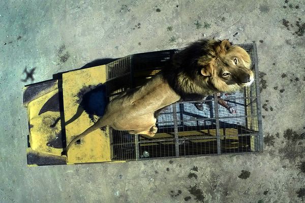Экстремальная прогулка по чилийскому зоопарку Safari Lion Zoo Обычный городской зоопарк имеет вполне стандартный вид с любопытством разглядывая животных, люди прогуливаются по аллеям, а