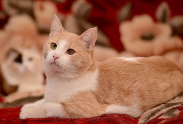 Солнечный котик ищет самые любящие ручки! 
 
ЧИКО (Чикуша,