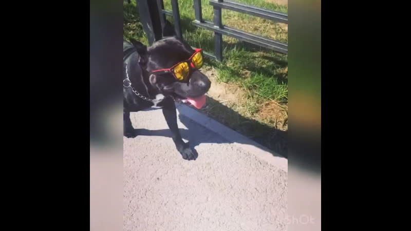 Лекс 🐾😎