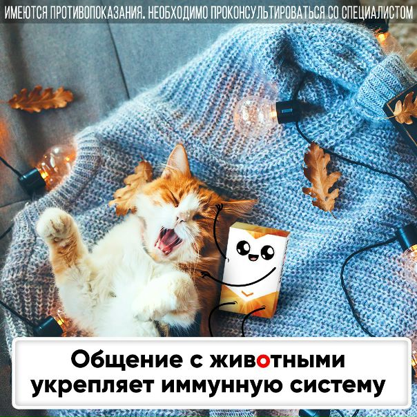Котики — это не только боги Интернета, но и отличные помощники в укреплении иммунитета! 