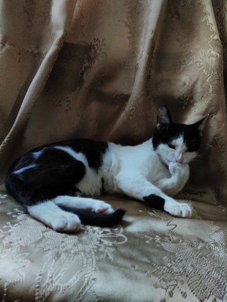 Феликс возраст 5 мес… Ищет заботливую хозяйку для постоянног