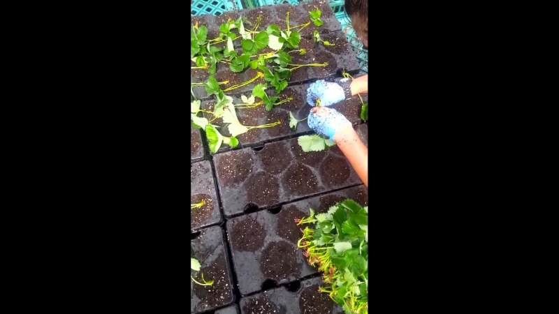 Hydroponic Strawberry
