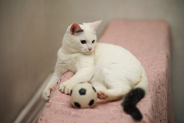 МАРК ИЩЕТ ДОМ!!!
Марк, 10 мес., от паразитов обработан, кас