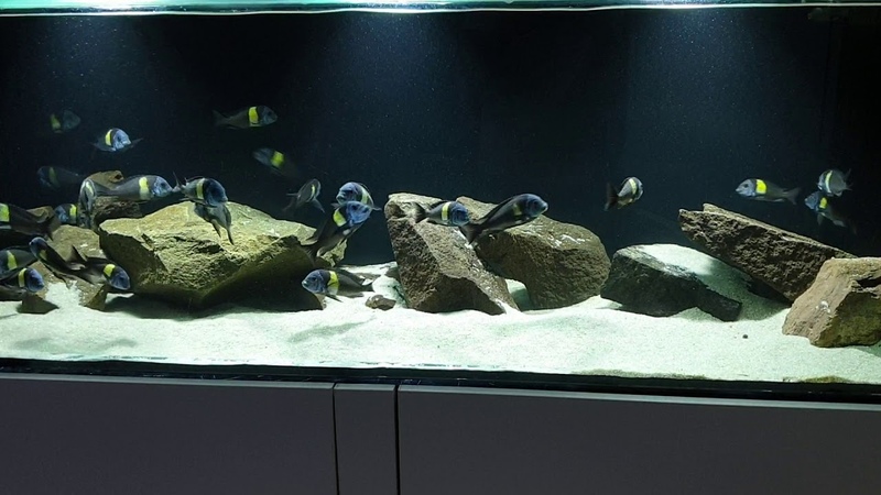 Tropheus Duboisi Maswa WF