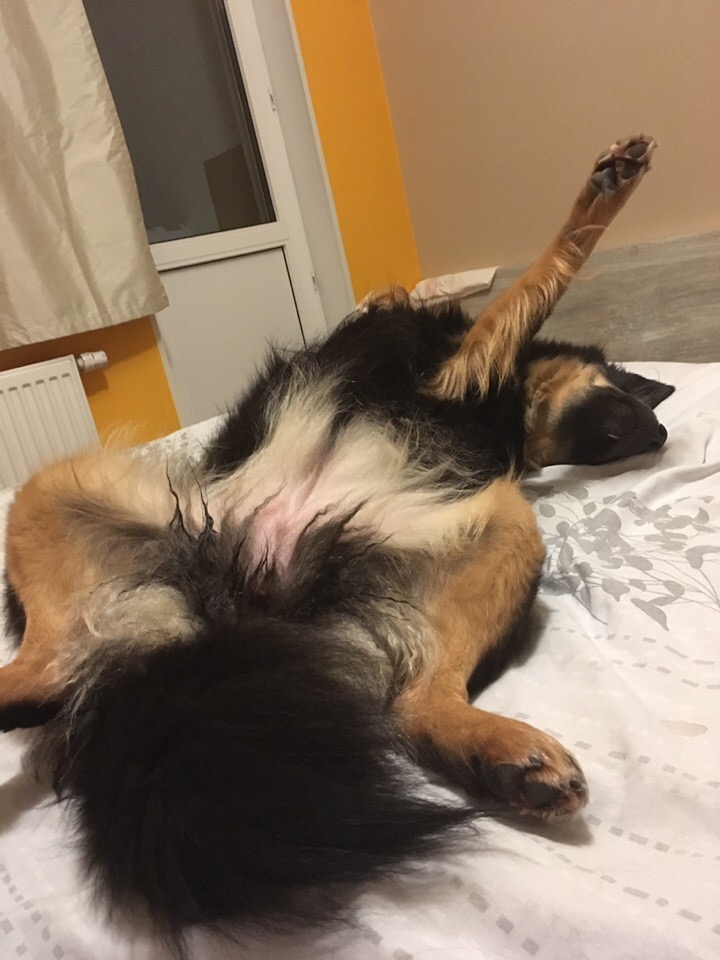 Кошки в нашей жизни. Кошки и все, что с ними связано.