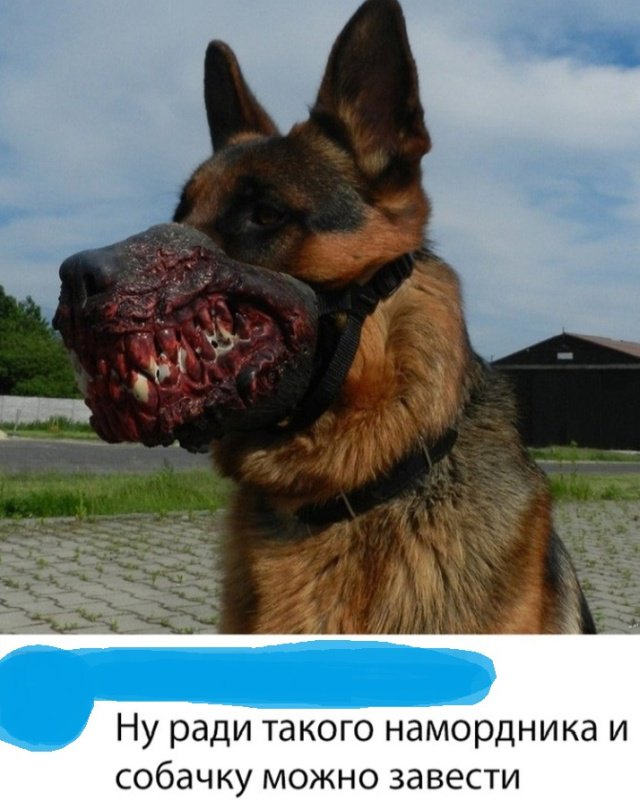 овчарка в наморднике