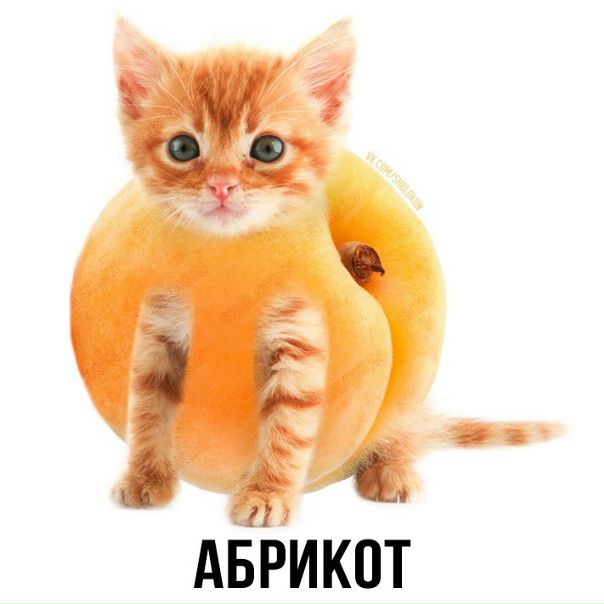 топ-10 самых дружелюбных пород кошек
