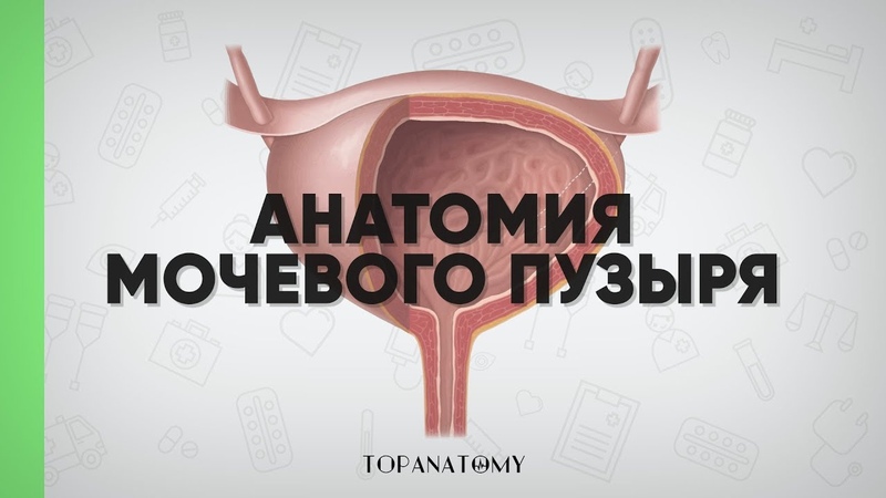 Анатомия мочевого пузыря