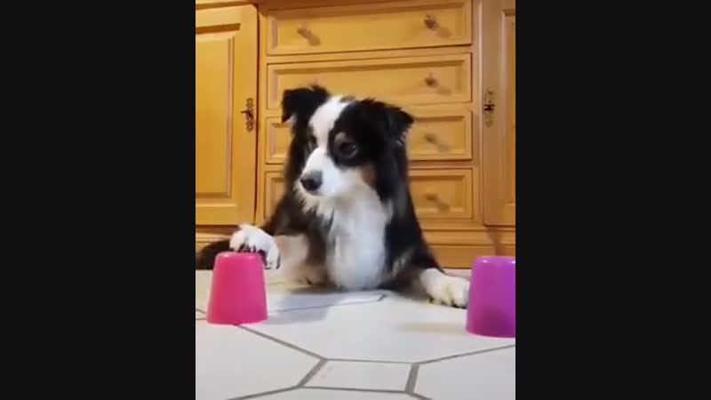 Хороший пёсик