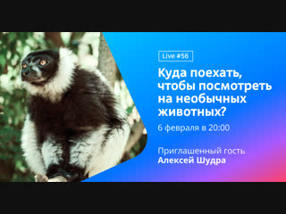 Куда поехать, чтобы посмотреть на необычных животных? || Туту.ру Live #56