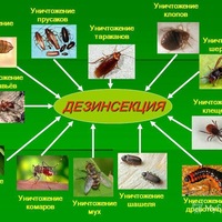 Ольга Анатольевна | Сыктывкар
