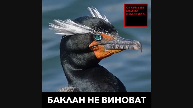 Баклан не виноват