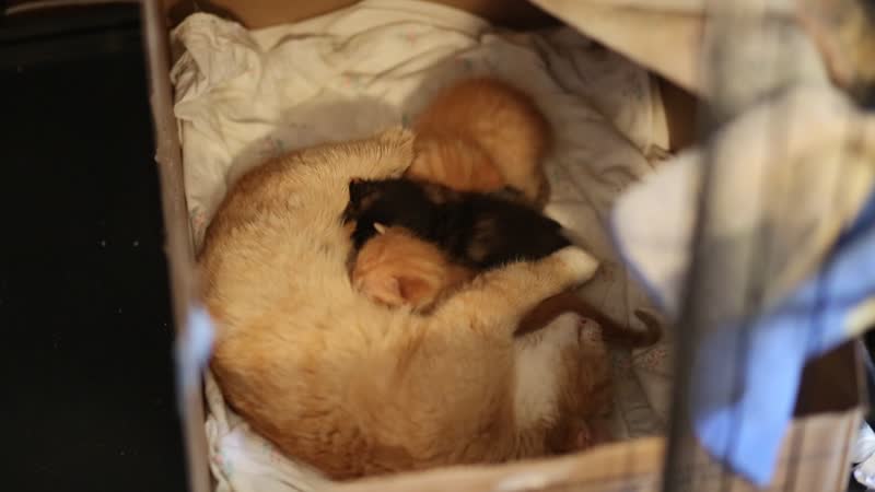 Маняша с котятами.