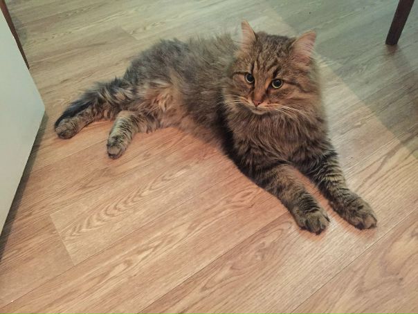 #нужна_финансовая_помощь@vmestepnz_animals #Тигруля_ID141
Н