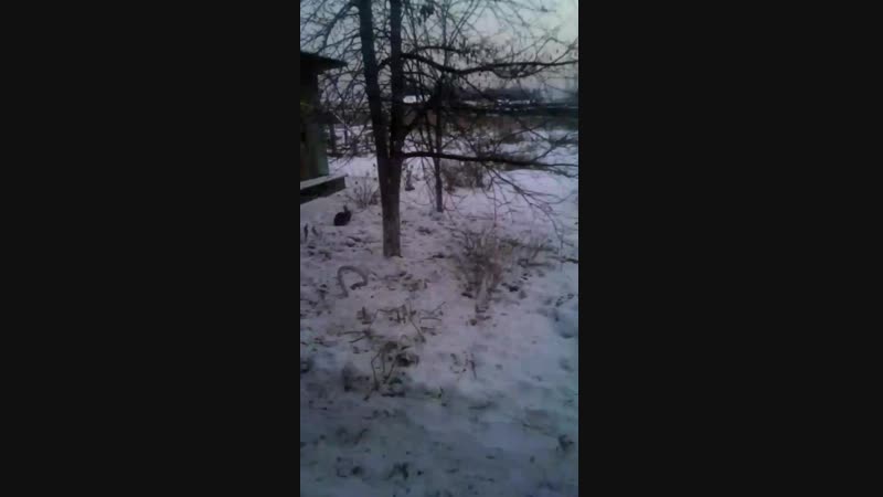 Заяц прибежал