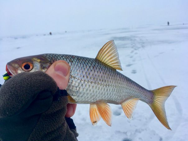 Рыбалка — Peipsi järv / Чудское озеро, Псковская область, 58.438, 27.653
