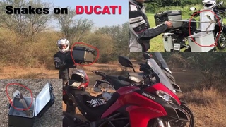 Carrying Snakes on a Ducati Multistrada