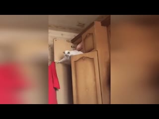 Подборка отборных приколов лучшие приколы 2019, смешные видео, ржака угар приколюха # 40