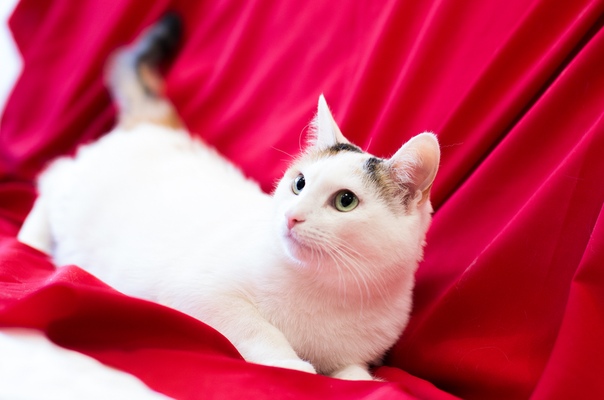 Уфа.
Коты ищут дом, с большим холодильником и мягким дивано