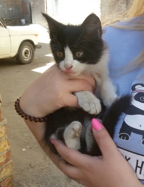 #нужна_финансовая_помощь@vmestepnz_animals #Феликс_ID192
НУ