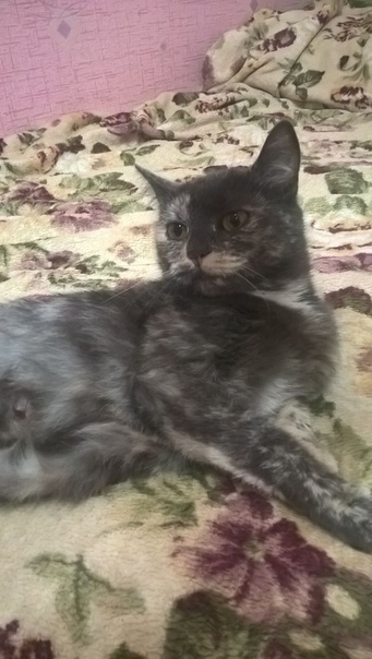 #ищу_дом@vmestepnz_animals
Чери ищет дом

Город: Пенза
П