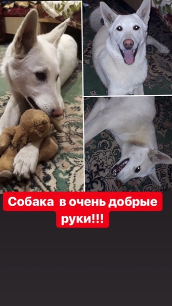 г. Пенза 
МАЛЫШКА ИЩЕТ ДОБРЫЕ РУКИ! 
Совсем небольших разм