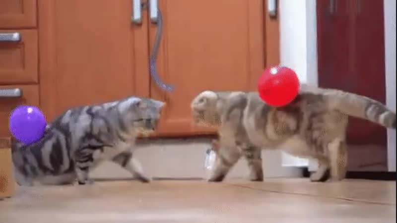 Doc12068176_484081892.mp4