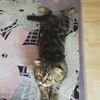 Асель Мендалиева